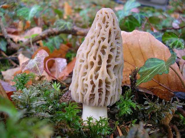 2005 :  Un anno di funghi